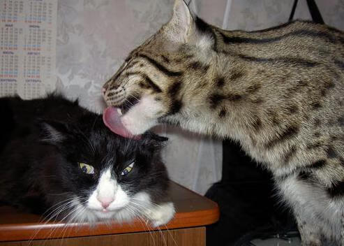 爱游戏电竞官网-NBA球员训练负荷监测与科学调整,nba负荷管理