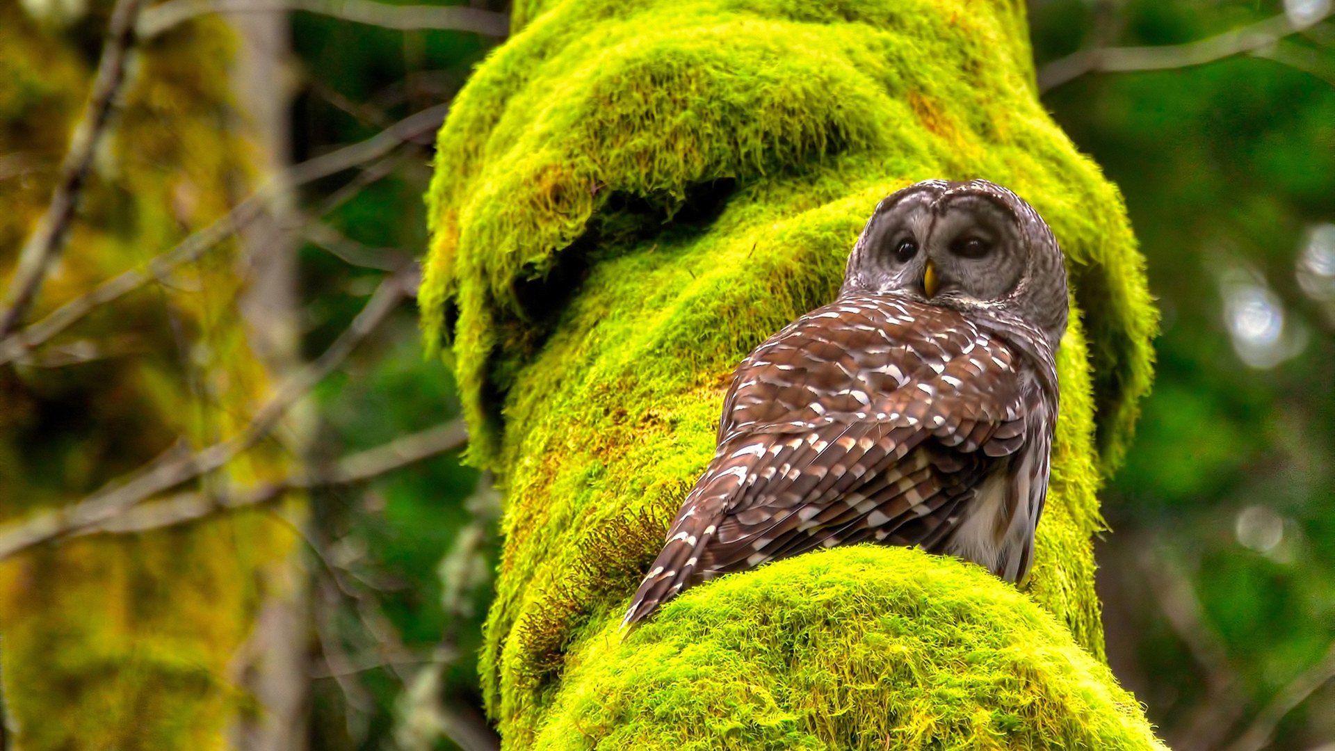 德甲节奏飞快：攻防转换精彩不断！，德甲对抗